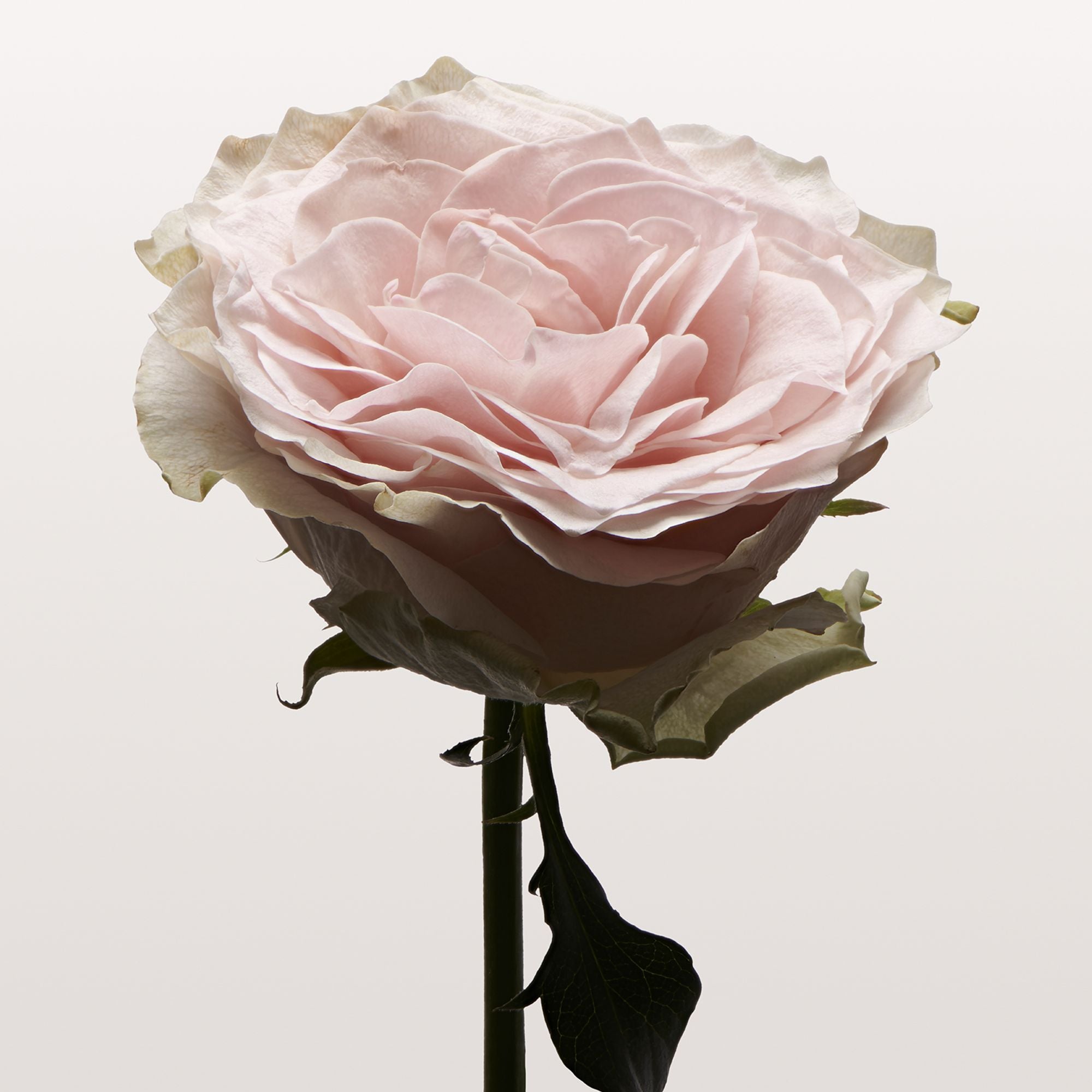 ローズペール ヘアセラムミスト ROSE PALE Hair Serum Mist