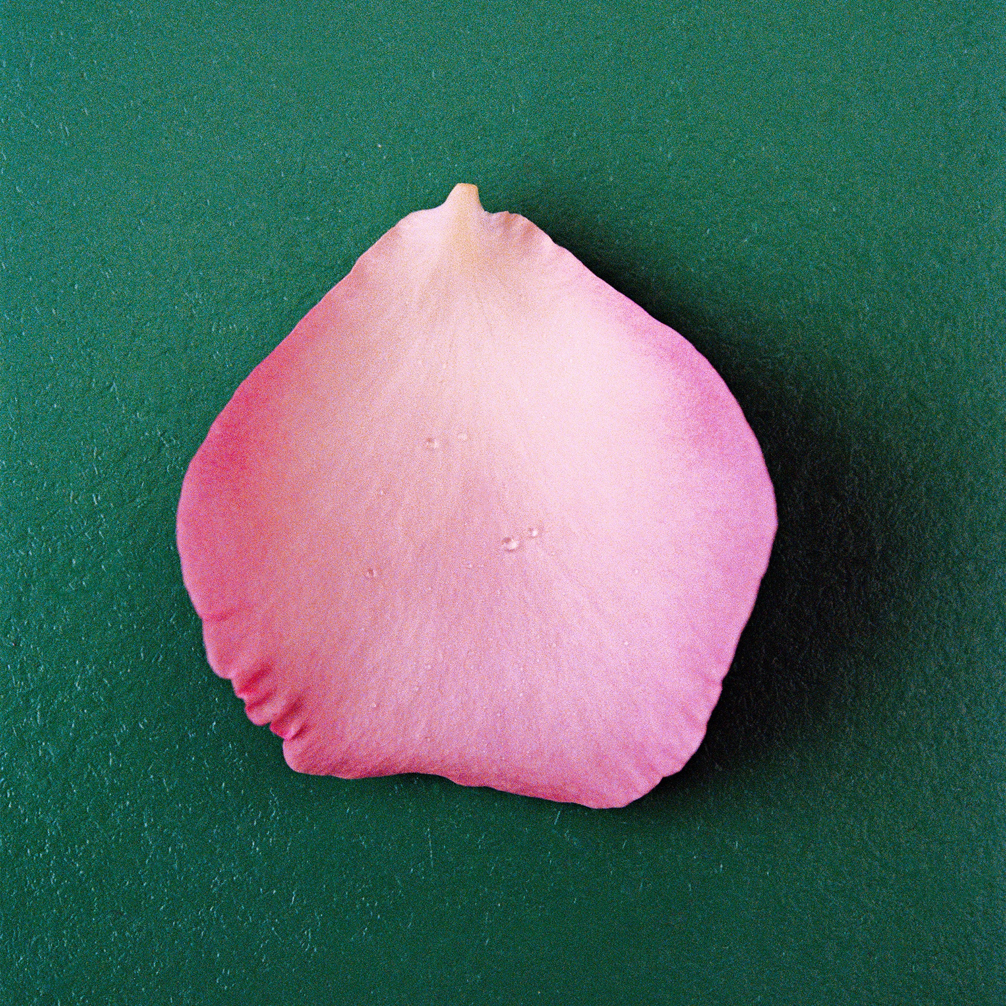 ザ・ローズ THE ROSE Perfume 50ml | NONFICTION Beauty